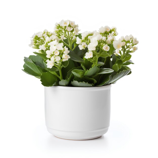 Premium White Plant Pot with Plant