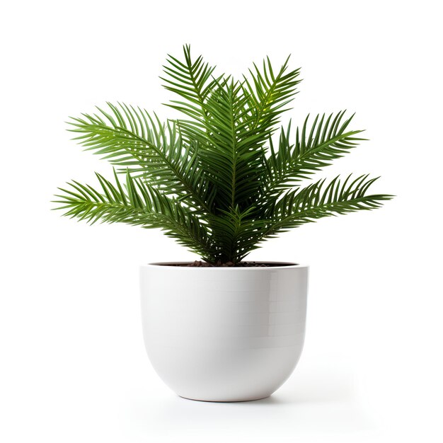 Premium White Plant Pot with Plant