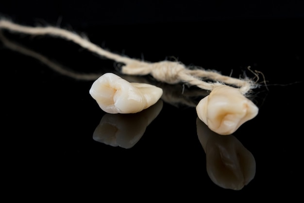 Premolar and canine tooth after removal with roots with thread on a black background