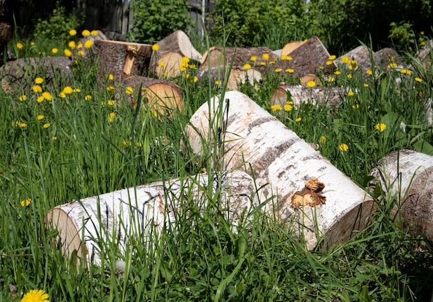 Preparation of firewood for heating houses in the cold season Winter in Europe