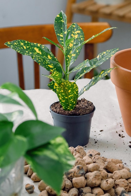 Preparation for potting houseplants using clay flowerpot shovel rake soil expanded clay for drainage