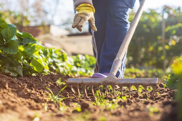 Preparing an agricultural field for planting seasonal vegetables and fruits in spring. Garden seasonal work concept.