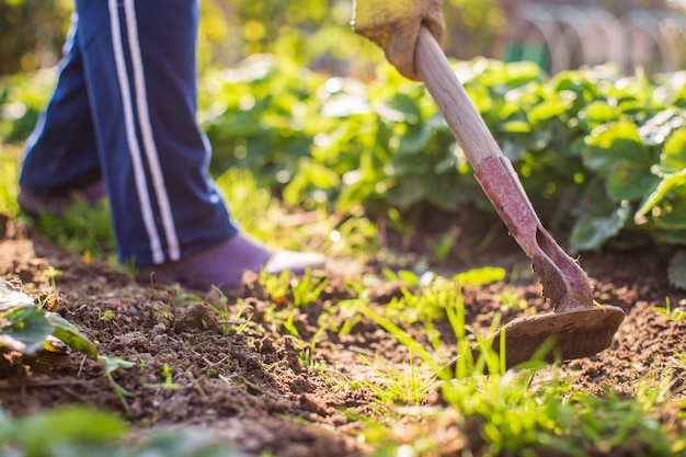 Preparing an agricultural field for planting seasonal vegetables and fruits in spring Garden seasonal work concept