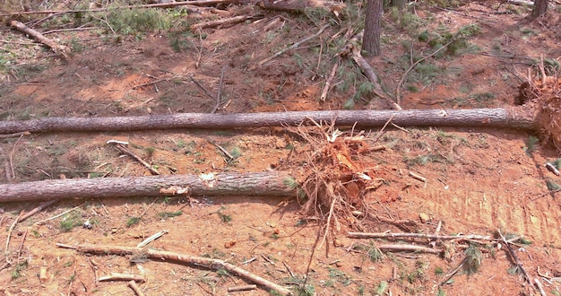 Preparing land for housing new complex property with deforestation of forest dig up treestumps and r