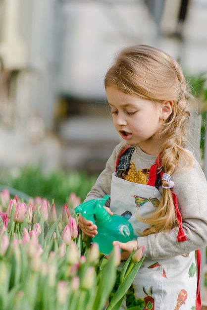 Preparing for spring and spring holidays. Little girl sprinkles water tulips in the greenhouse.