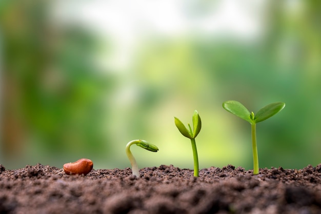 Presentation of the germination sequence of plants growing on soil, the concept of plant growth in suitable external environments.