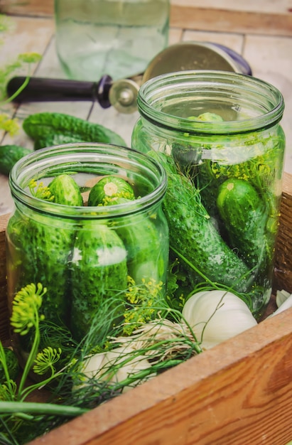 Preservation of fresh house cucumbers. Selective focus.