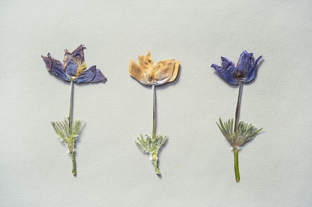 Pressed dried wild flowers pattern Herbarium scrapbooking or floristry collection