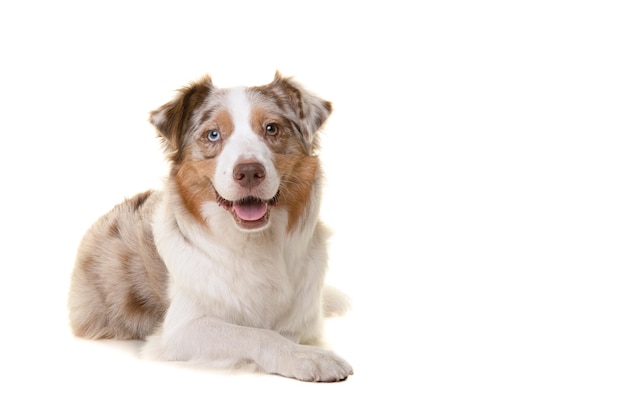 Pretty australian shepherd dog looking at the camera lying down isolated on a white background