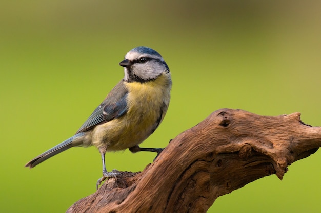 Pretty bird on nature