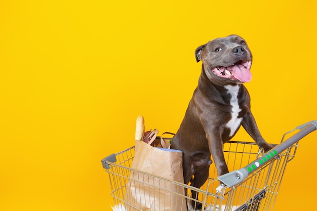 Pretty dog standing in shopping cart