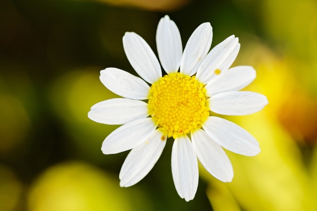 A pretty flower in the field in spring