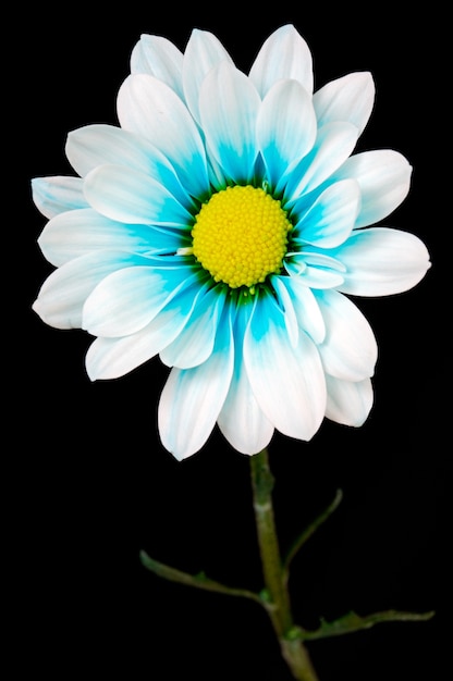 A pretty flower in the field in spring 