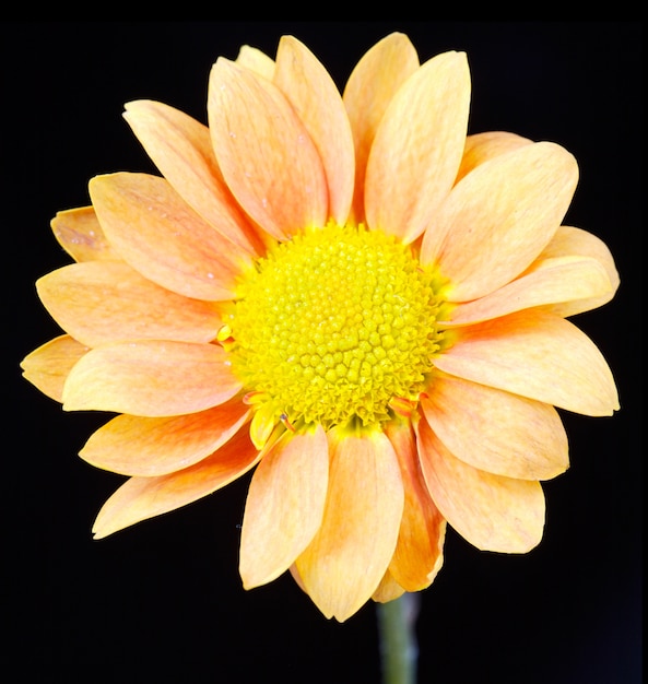 A pretty flower in the field in spring