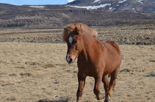 Pretty galloping chestnut Icelandic hrose in a field in Iceland.