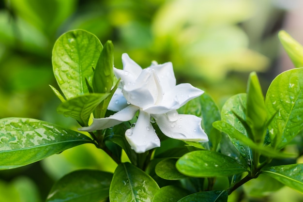 Pretty gardenia flower (Gardenia jasminoides) blooming