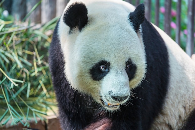 Pretty Giant Panda