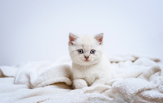 Pretty kitten British lying on white plaid