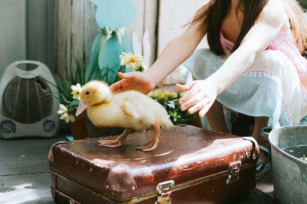 Pretty little Armenian girl sit on veranda on sunny spring day decorated with flowers and Easter decor and playing with baby ducks ducklings in basket and basin Easter family celebration