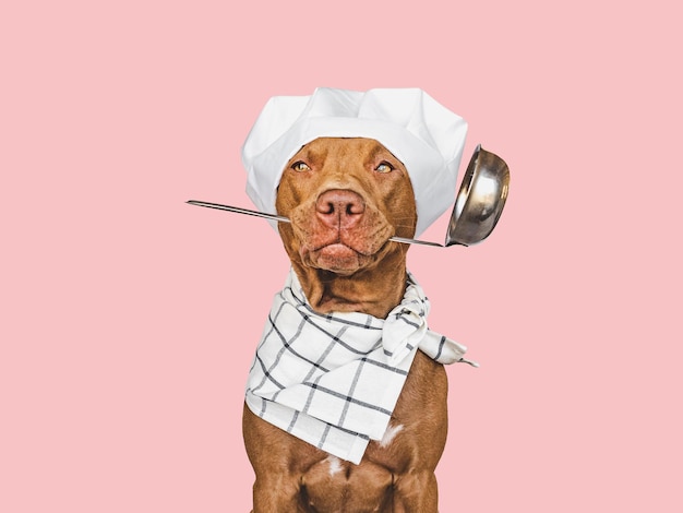 Pretty lovable brown puppy and white chef's hat