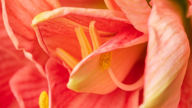 Pretty macro peachy flower