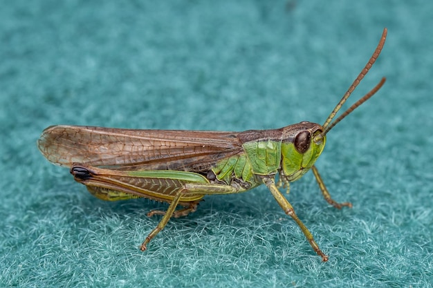 A pretty Meadow Grasshopper Chorthippus parallelus sitting on green fabric