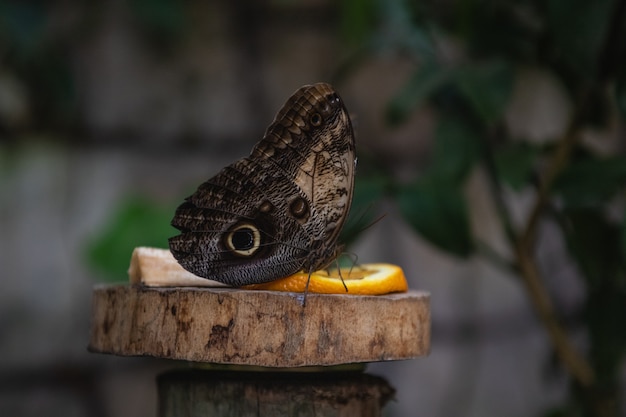 Pretty owl butterfly, eating some fruit. Butterfly that looks like an eye.