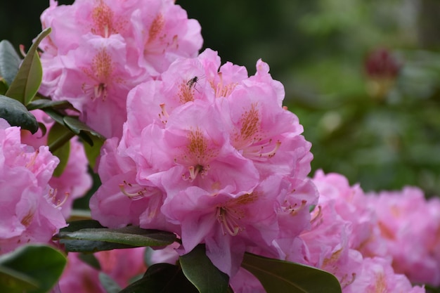 Pretty pink flowering rhododendron blossoms flowering and blooming in the spring