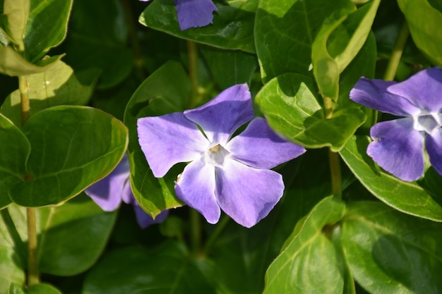 Pretty Purple Phlox Flower Blossom on a Spring Day