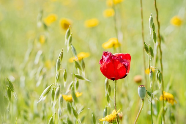 A pretty red poppie and lovely yellow daisies during spring with a natural background