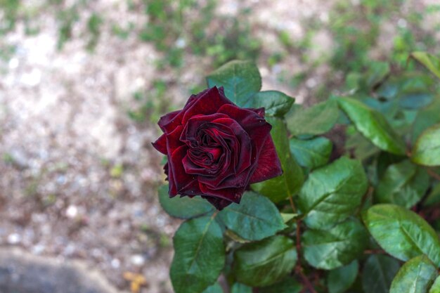 Pretty red rose blooming in spring