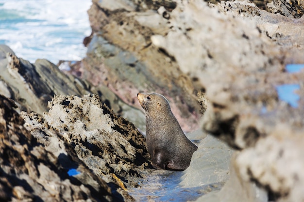 Pretty relaxing  seal in the beach, New Zealand