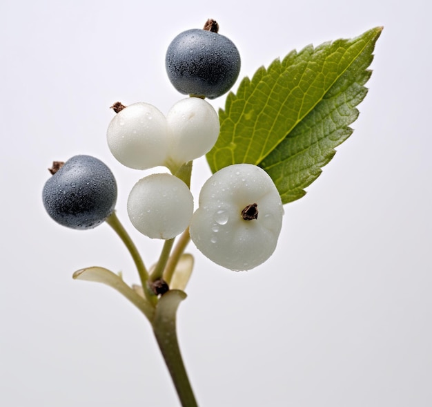 Photo pretty single snowberry isolated on white background