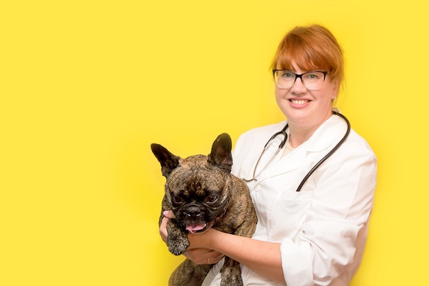 Pretty smiling female veterinarian with red hair holding a french bulldog in her arms on a yellow background with copy space