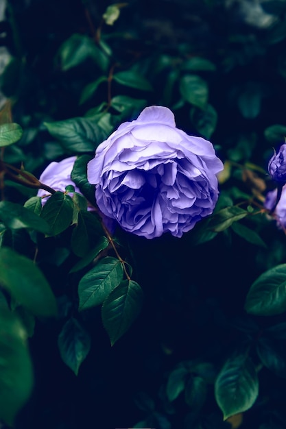 Pretty very peri rose on green background