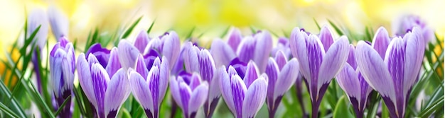 Pretty  violet crocus   blooming in a meadow in panoramic view onyellow background