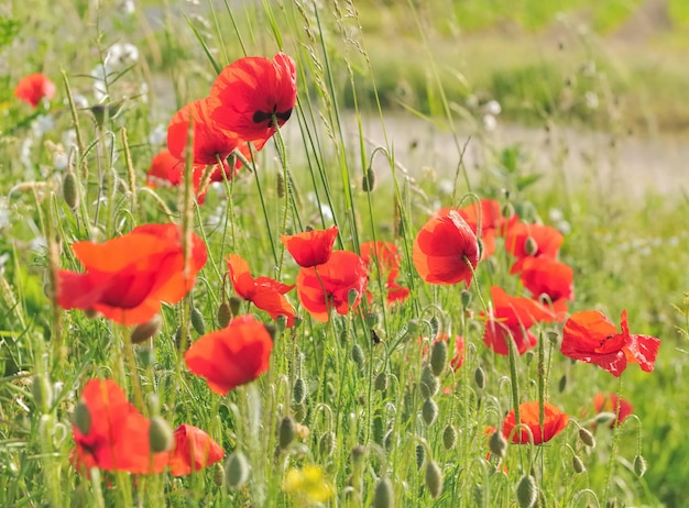 Pretty wild poppies