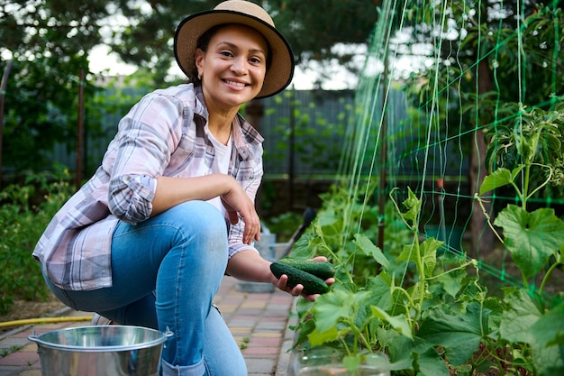 Pretty woman gardener smiles looking at camera while harvesting ripe cucumbers grown in the organic vegetables garden