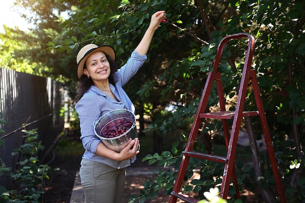 Pretty woman organic farmer plucking ripe sweet cherries from tree into a metal bucket at sunset Summer harvest time