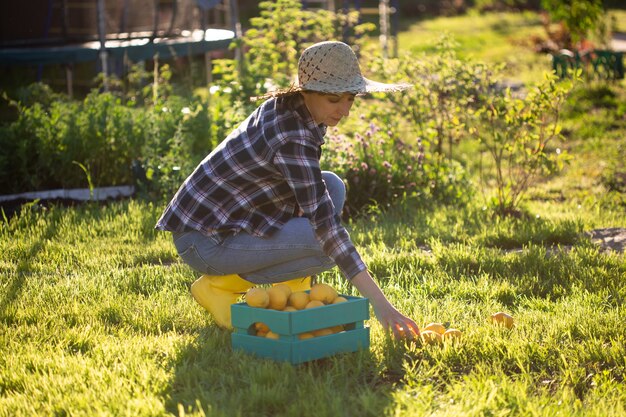 Pretty young woman gardener in hat picks lemons in a basket in her vegetable garden on a sunny