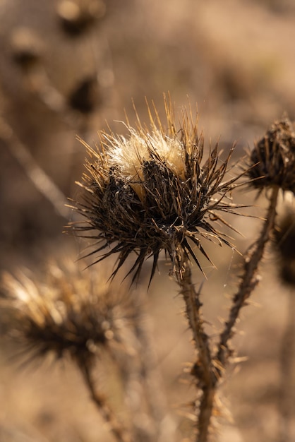 A prickly autumn plant in the nature