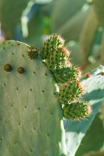 Prickly cactus in a nature