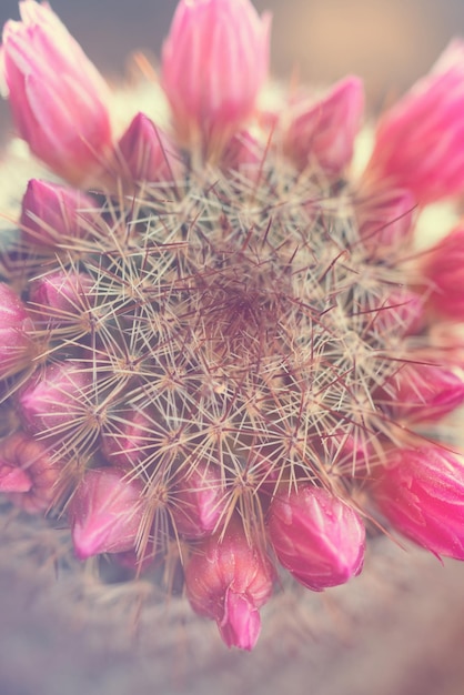 Prickly cactus with beautiful pink flowers top view Toned