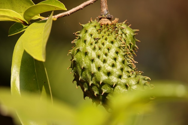 Prickly Custard Apple is Hanging on the Tree