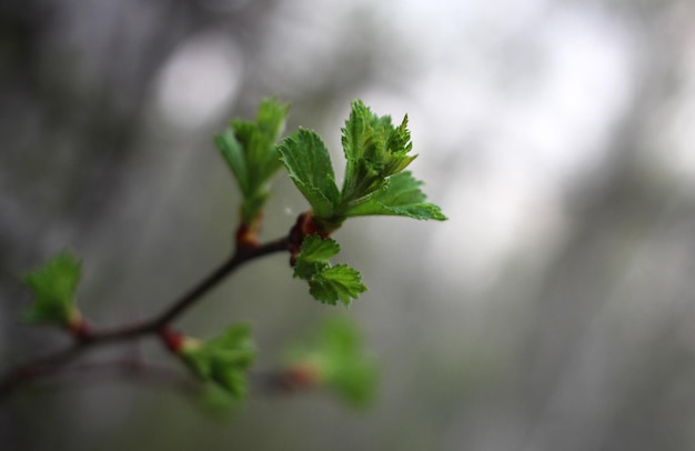 Prickly green budding hawthorn branch in spring