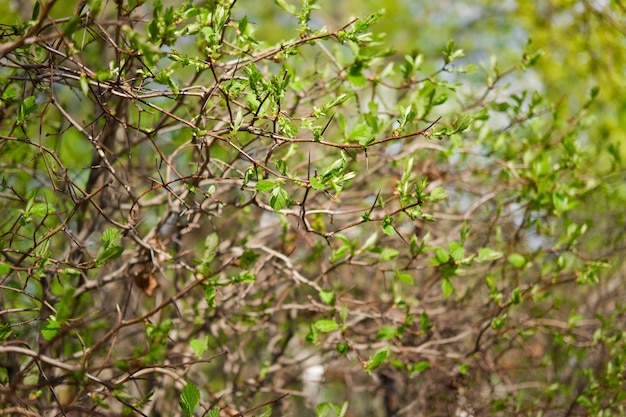 Prickly hawthorn bush with long thorns blooming at springtime Small and young green leaves