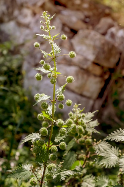 Prickly nettle Urtica grows in natural habitat