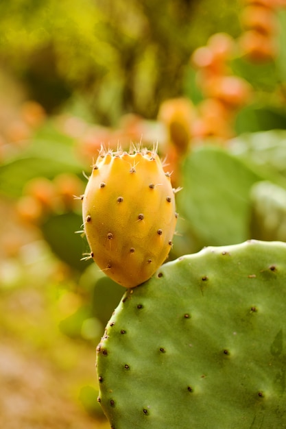 Prickly pear on cactus