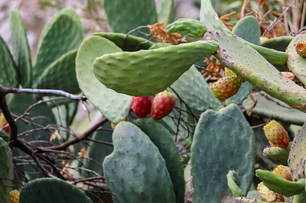 Prickly pear. edible cactus