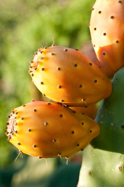 Prickly pears on cactus